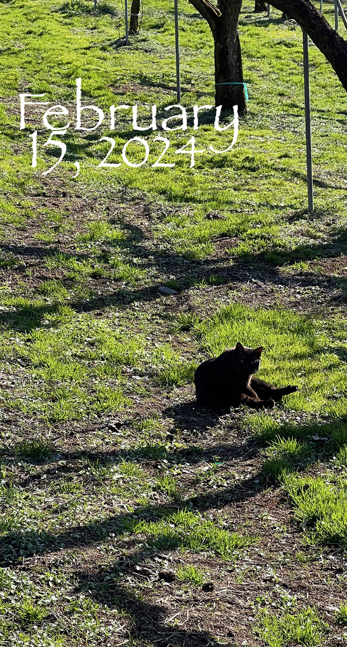 豊水園の黒猫。