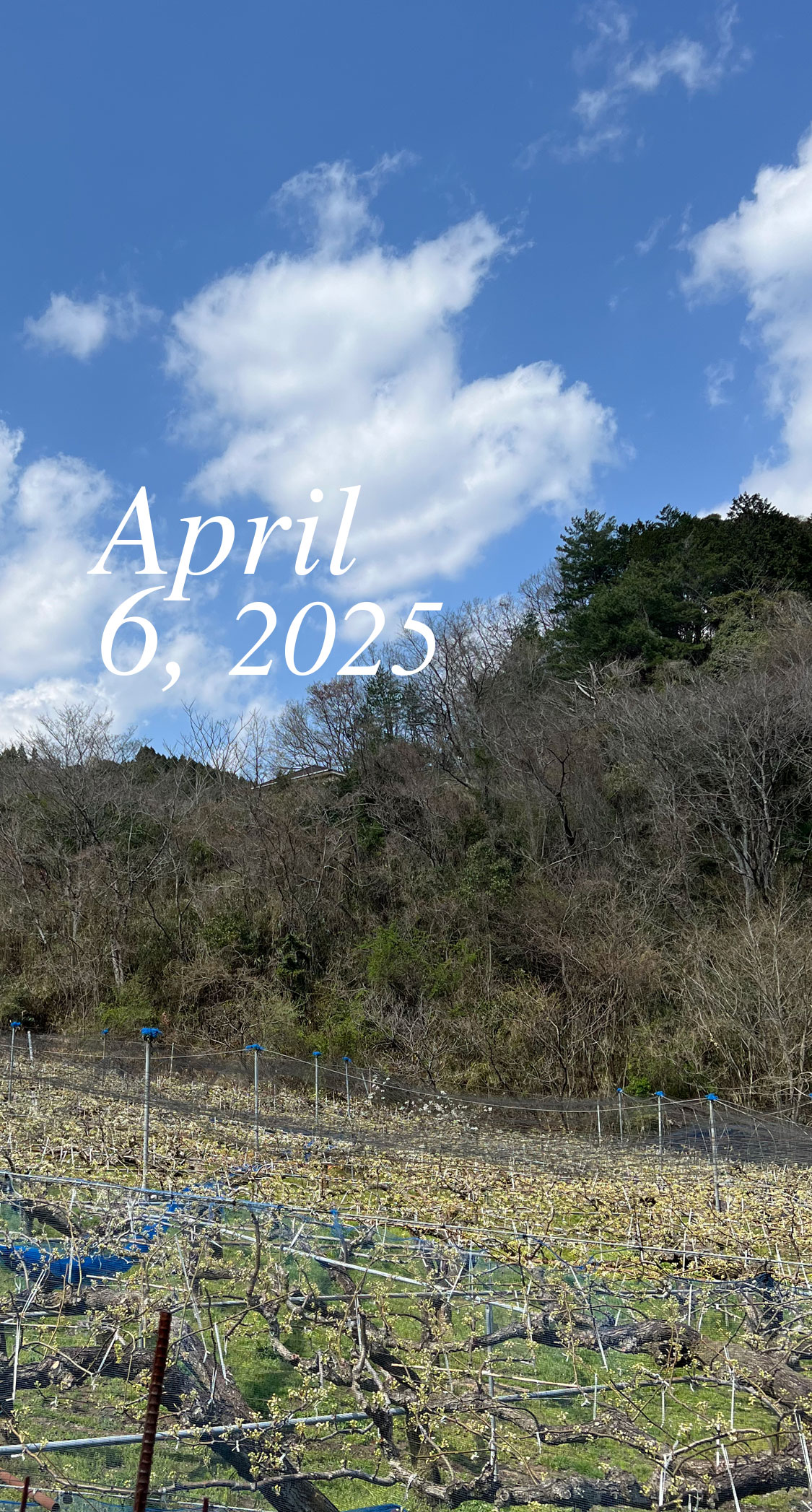 新高、開花直前。