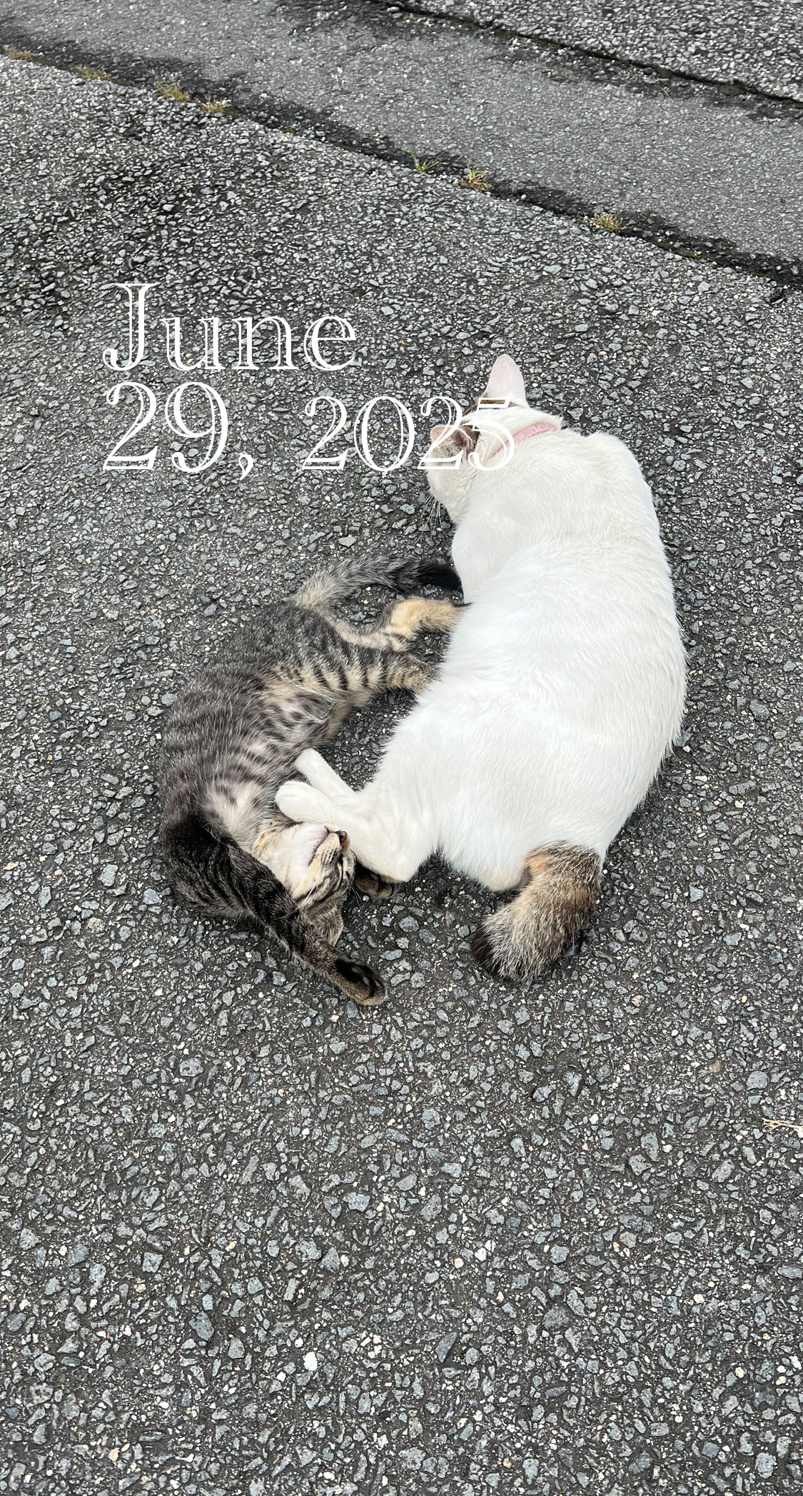 伸びた猫。