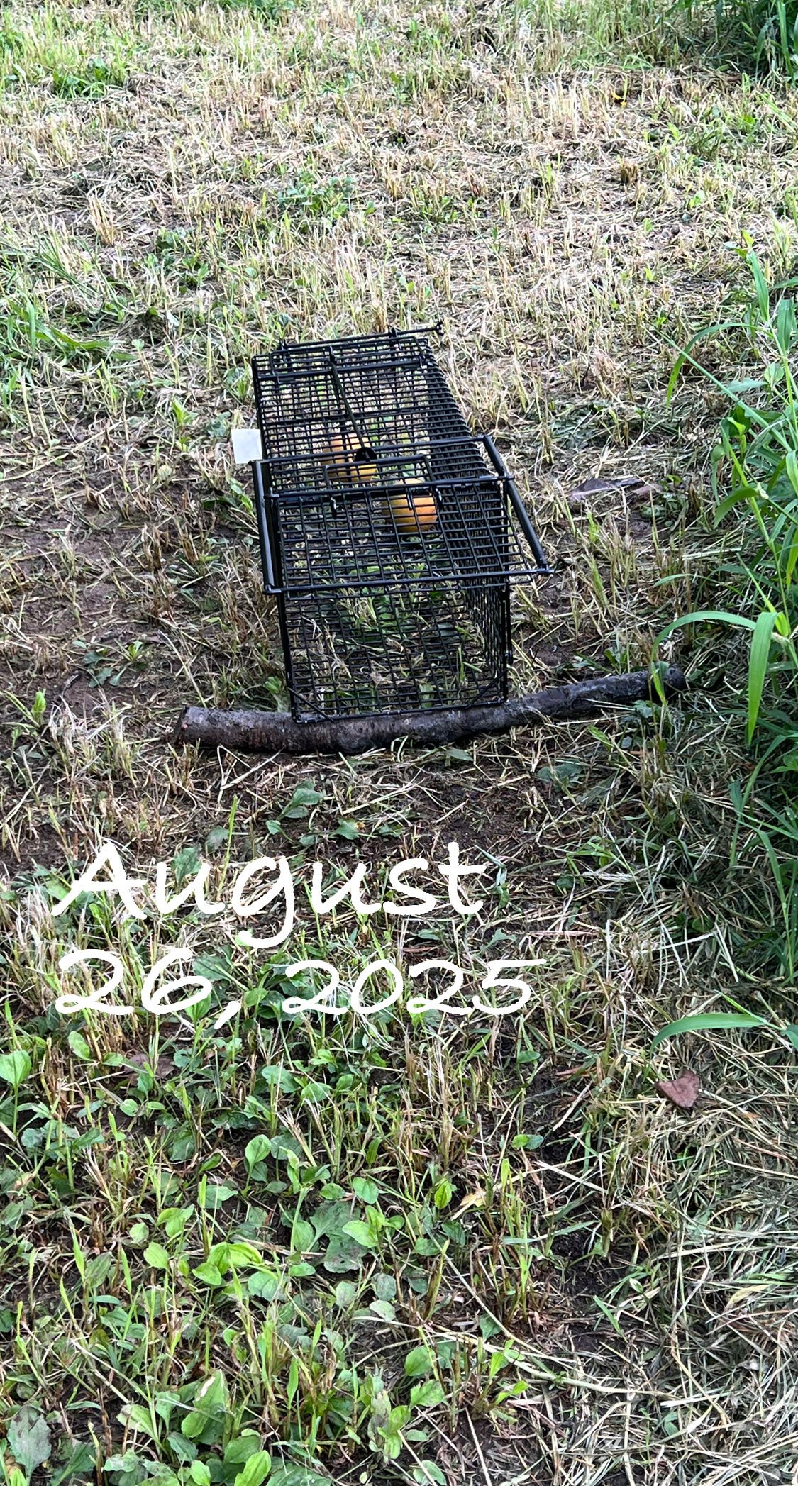 小動物捕獲罠。