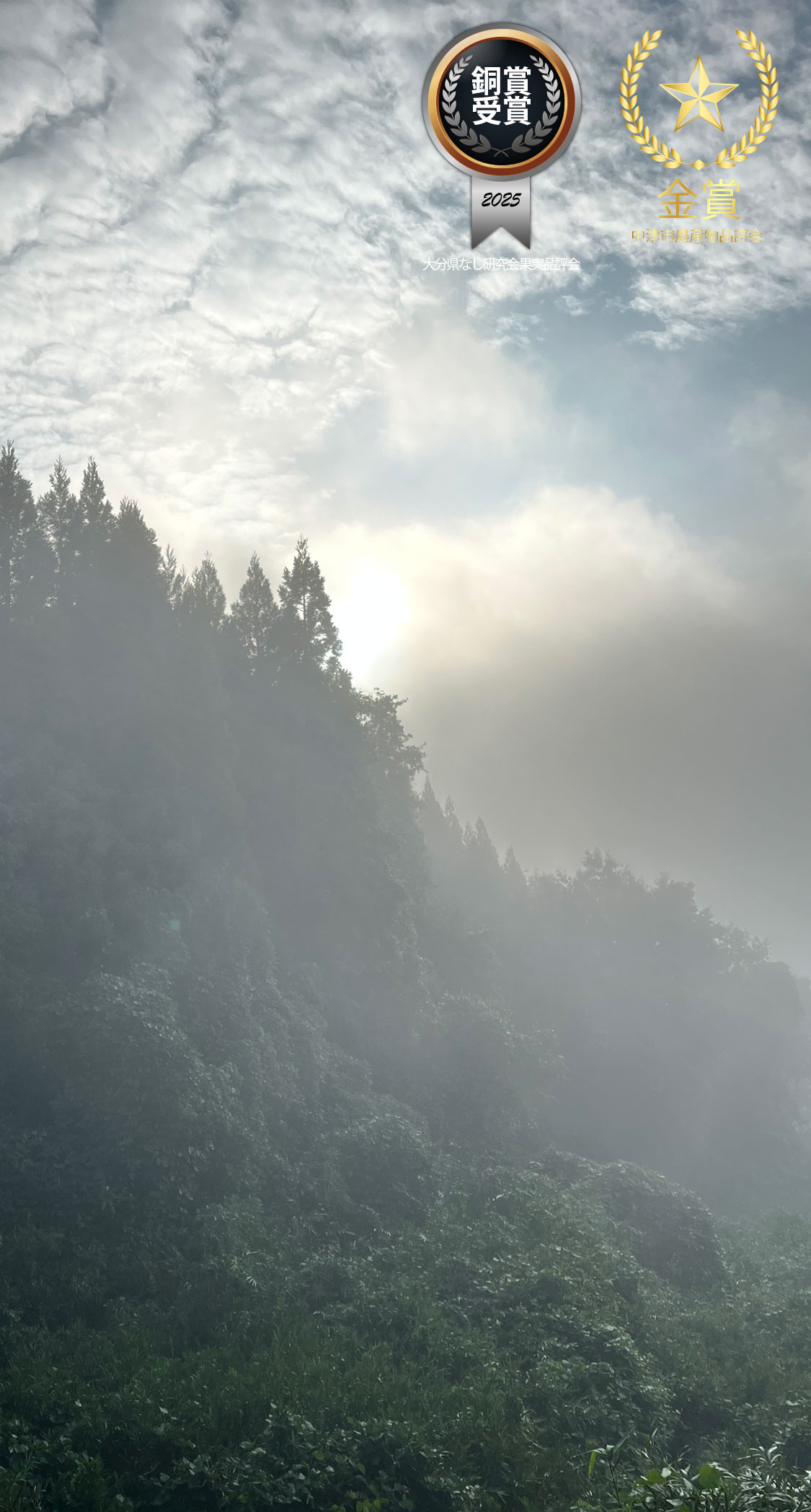 朝霧。