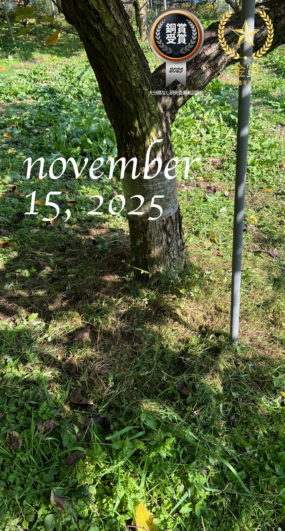 秋の草刈り開始。