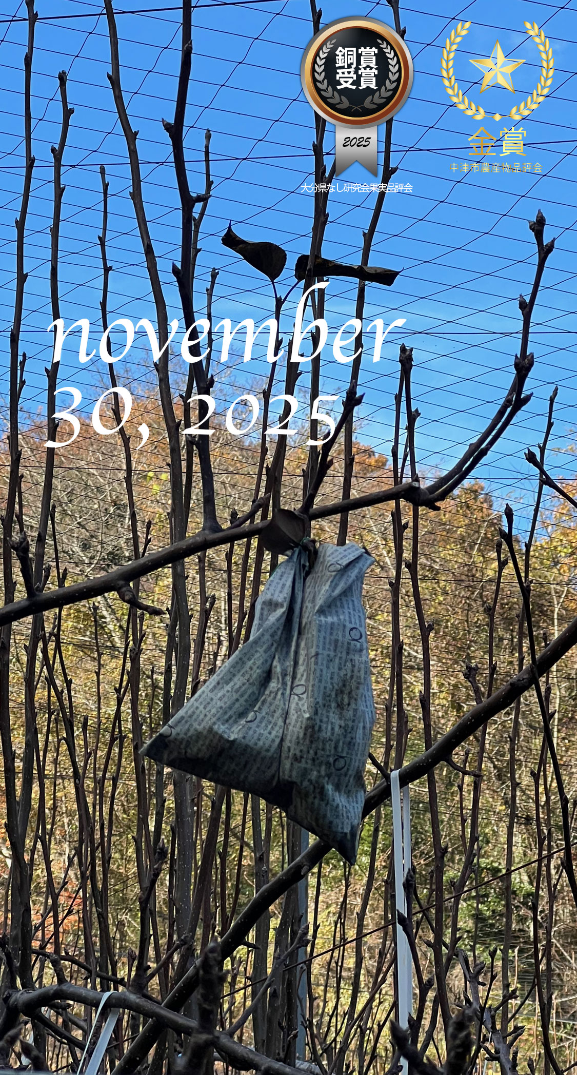 枝に残った袋。