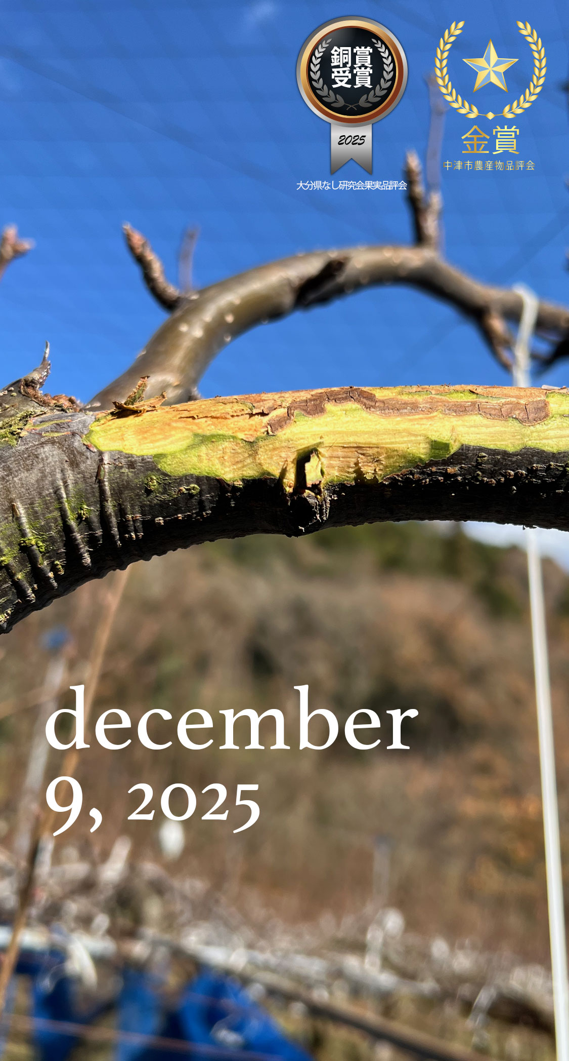 胴枯病の対処。