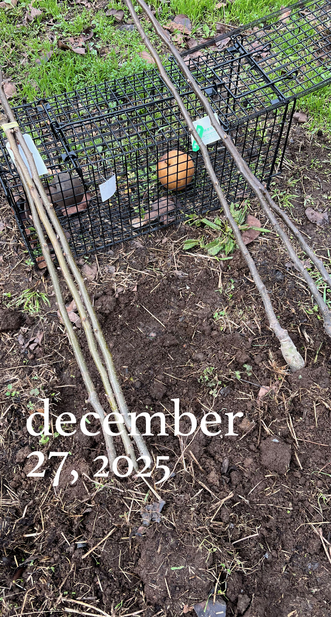 苗木の仮植え。