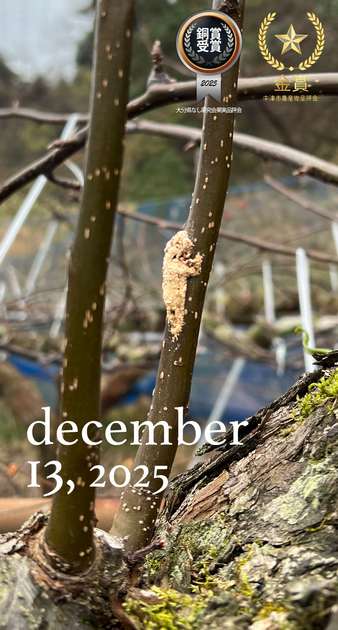 徒長枝の木屑。