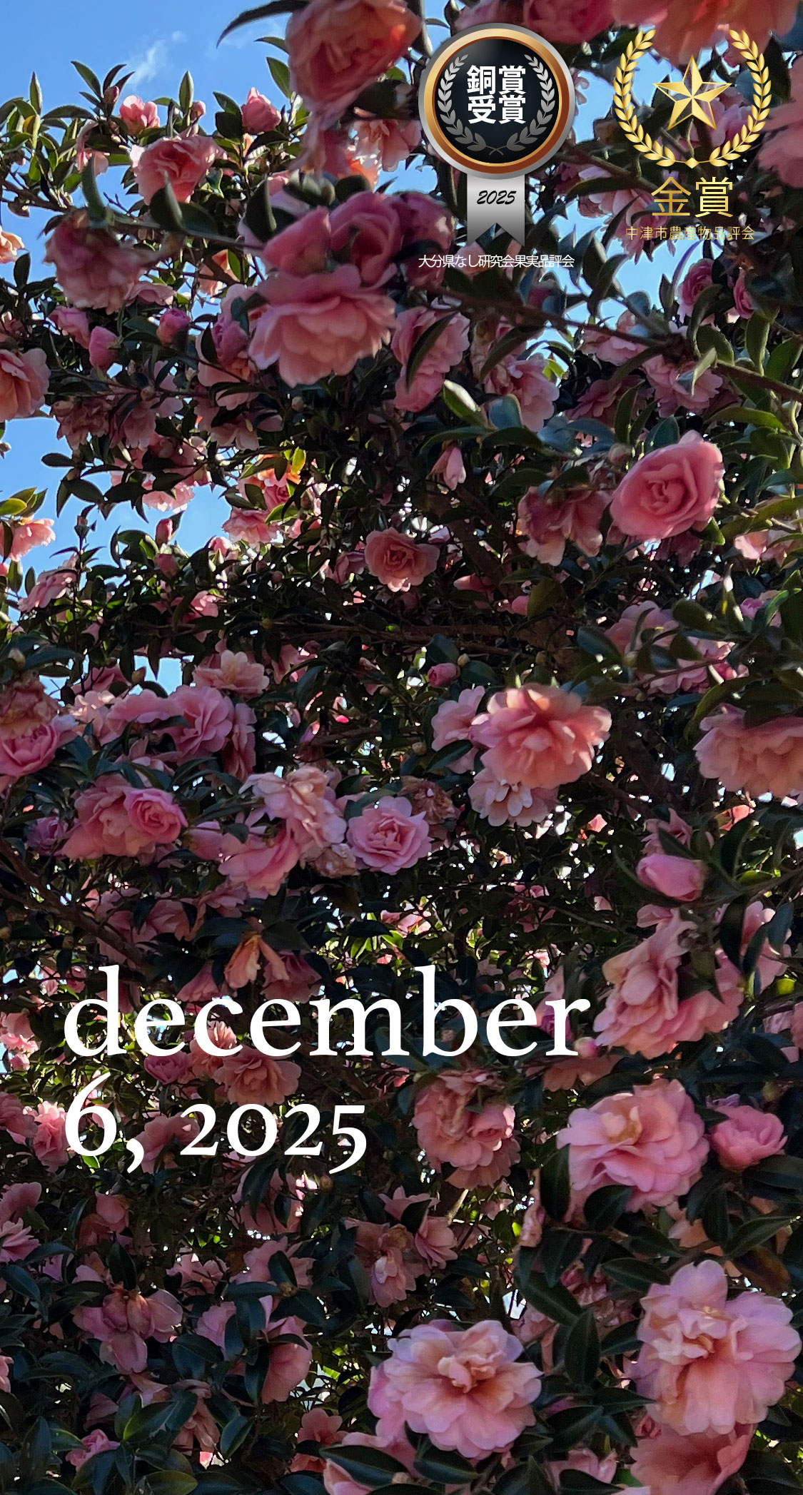 今年最後の草刈り。