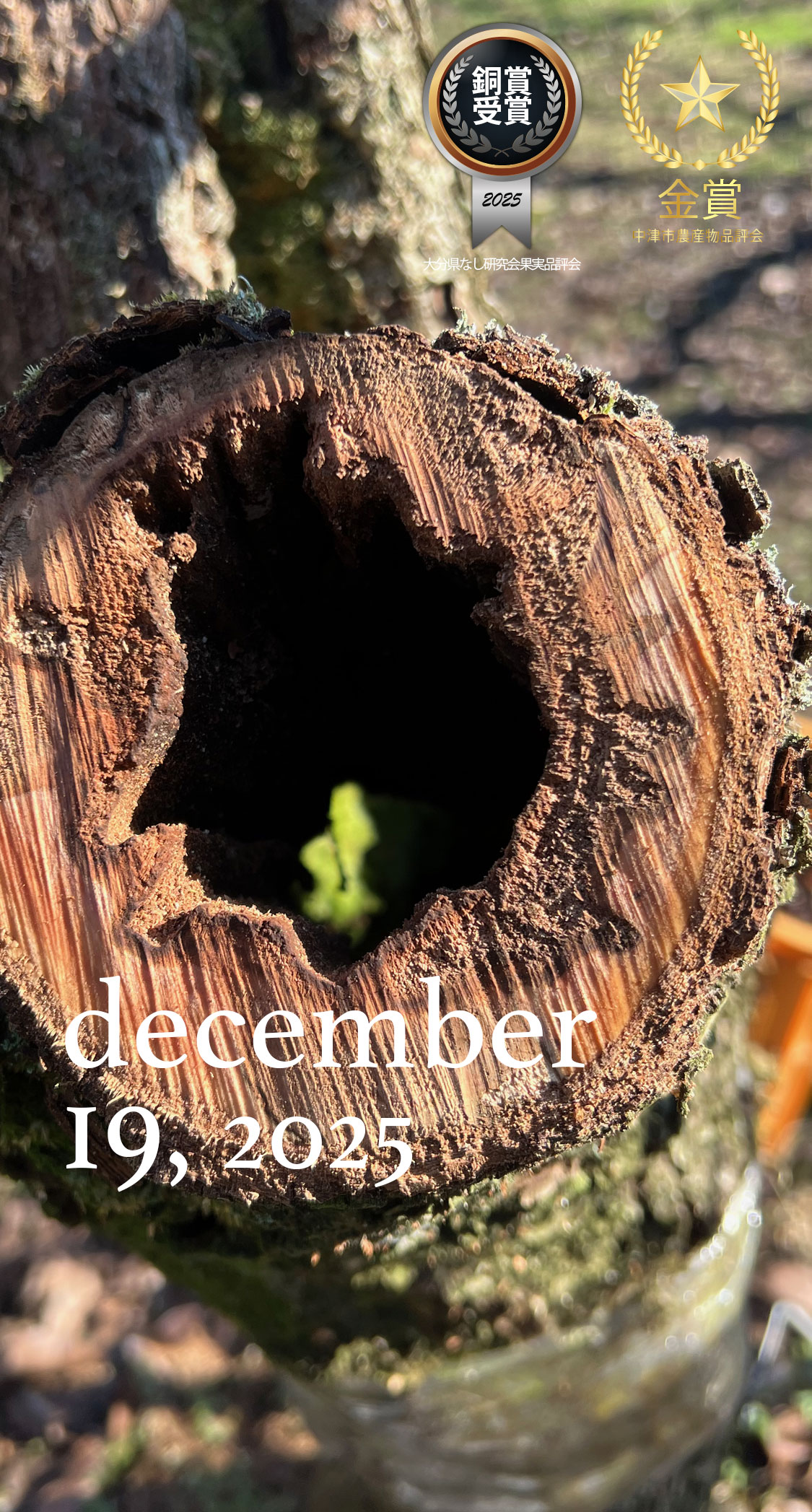 主枝を落とす。