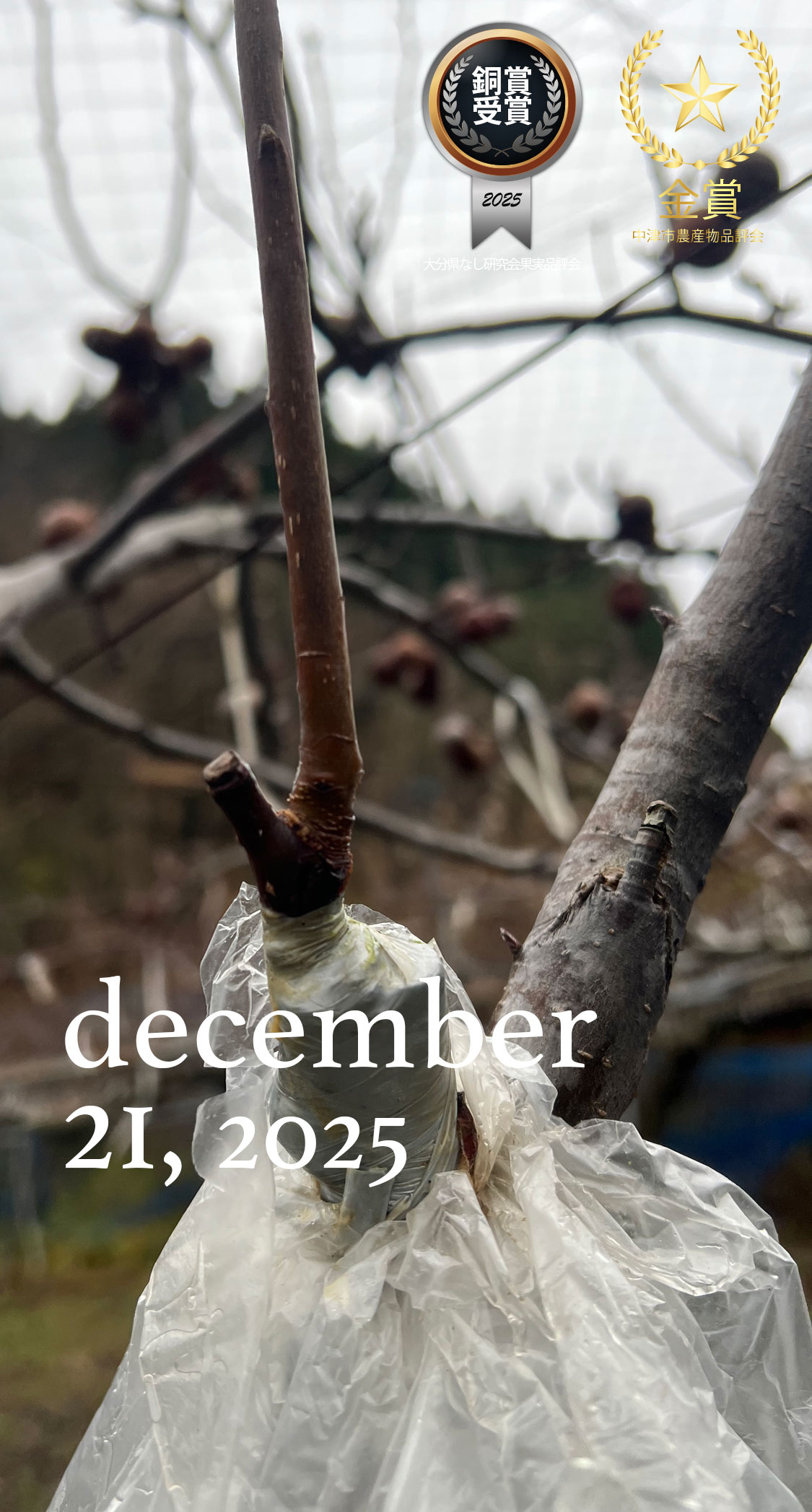 花粉樹の接木。