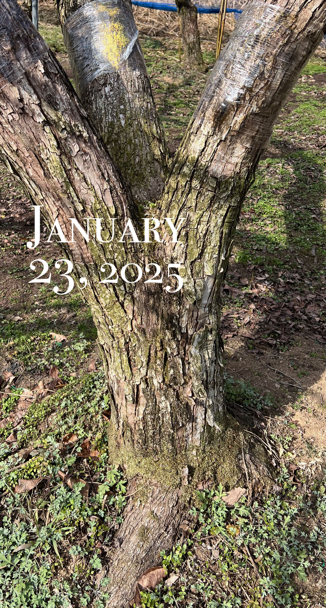 新高園の古木。