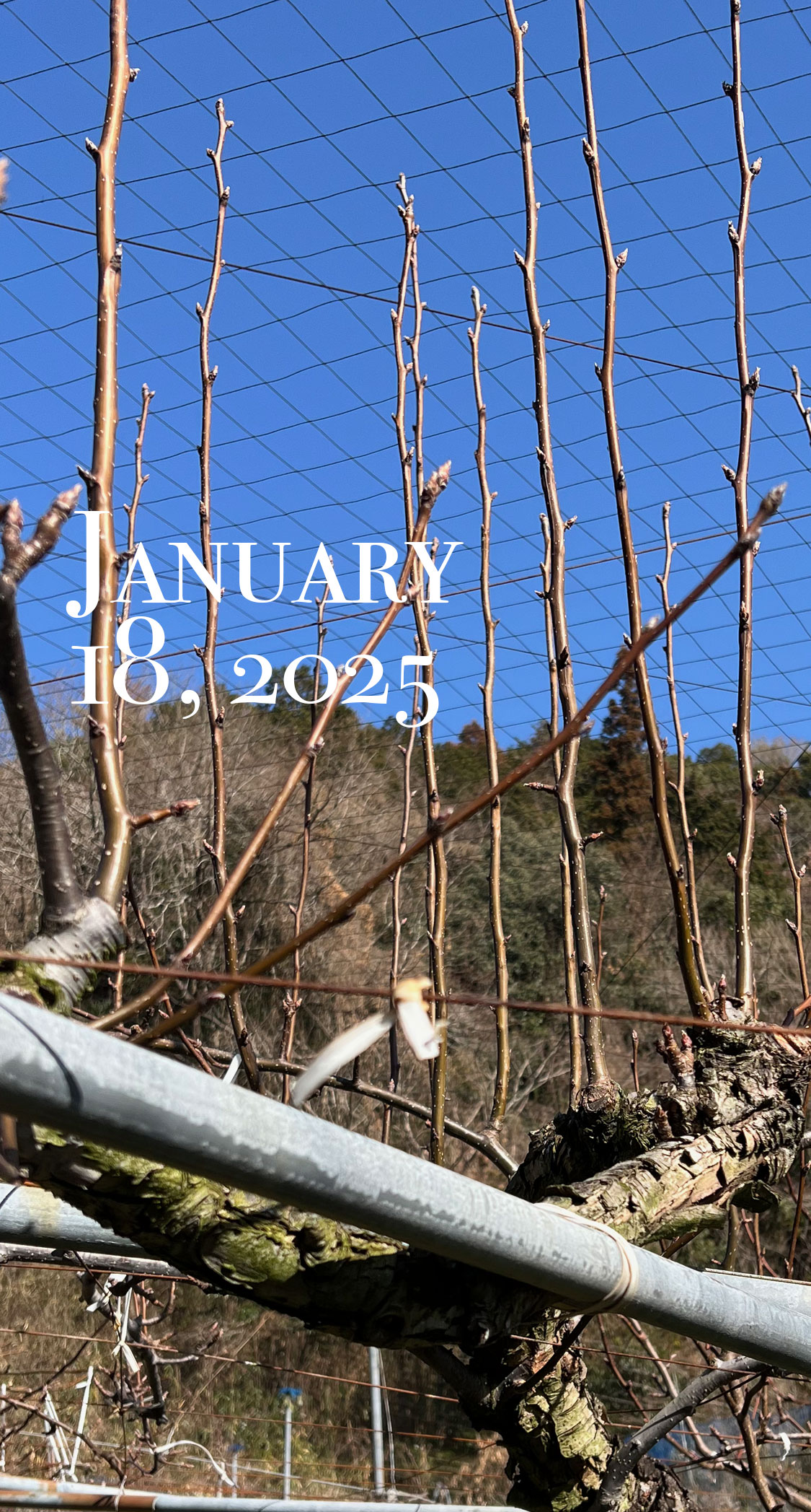 蘇る新高の枝。