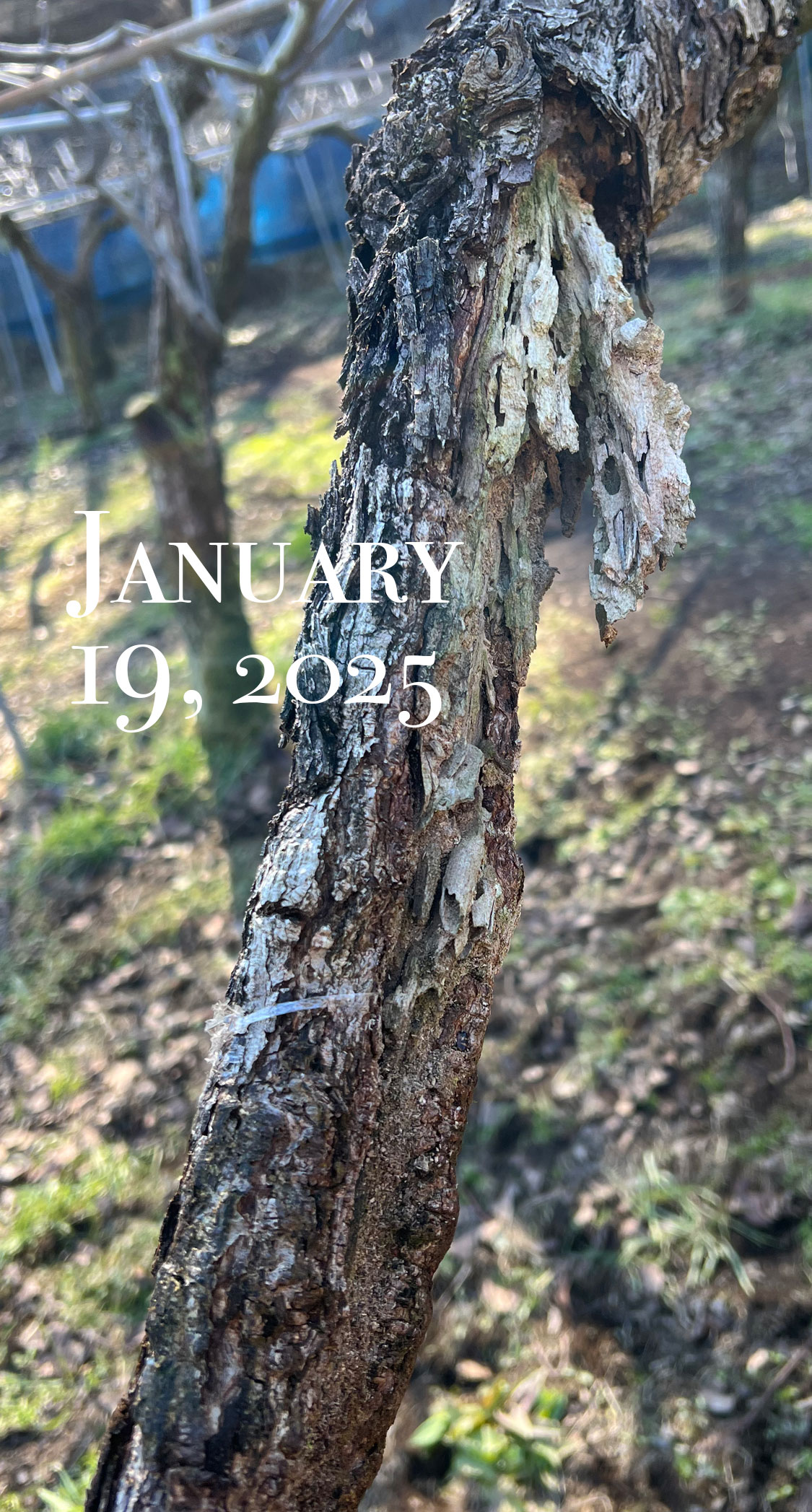 立ち枯れる木。