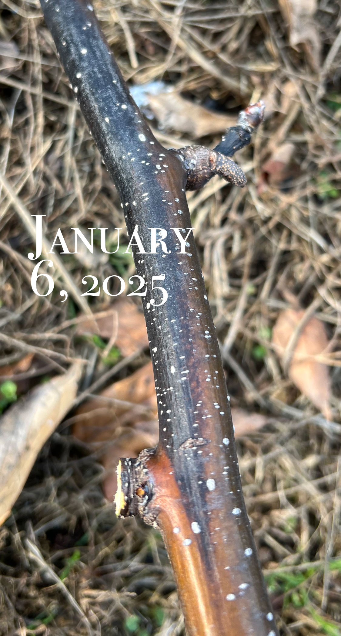 新高の胴枯病。