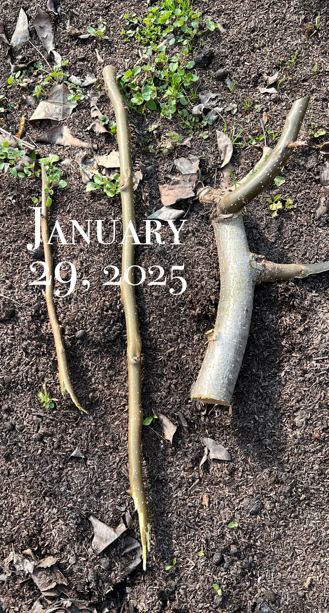 使える枝と駄目な枝。