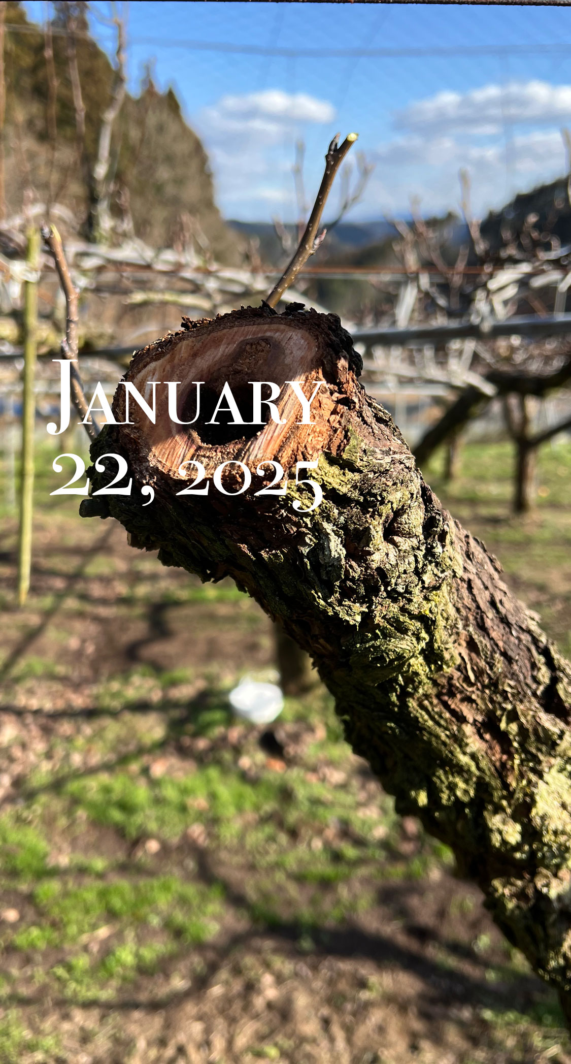 伐採か延命か。