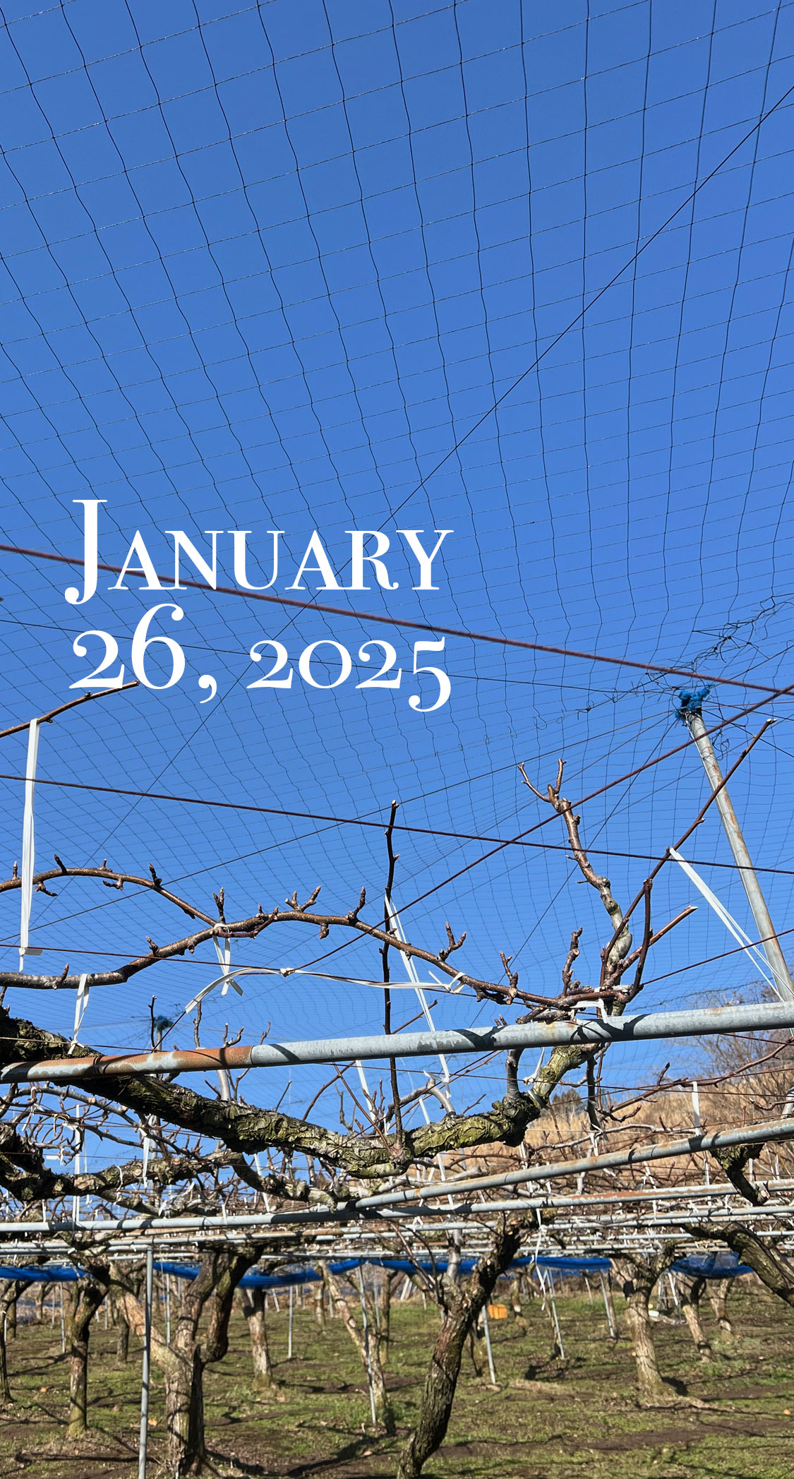 氷点下の朝、快晴。