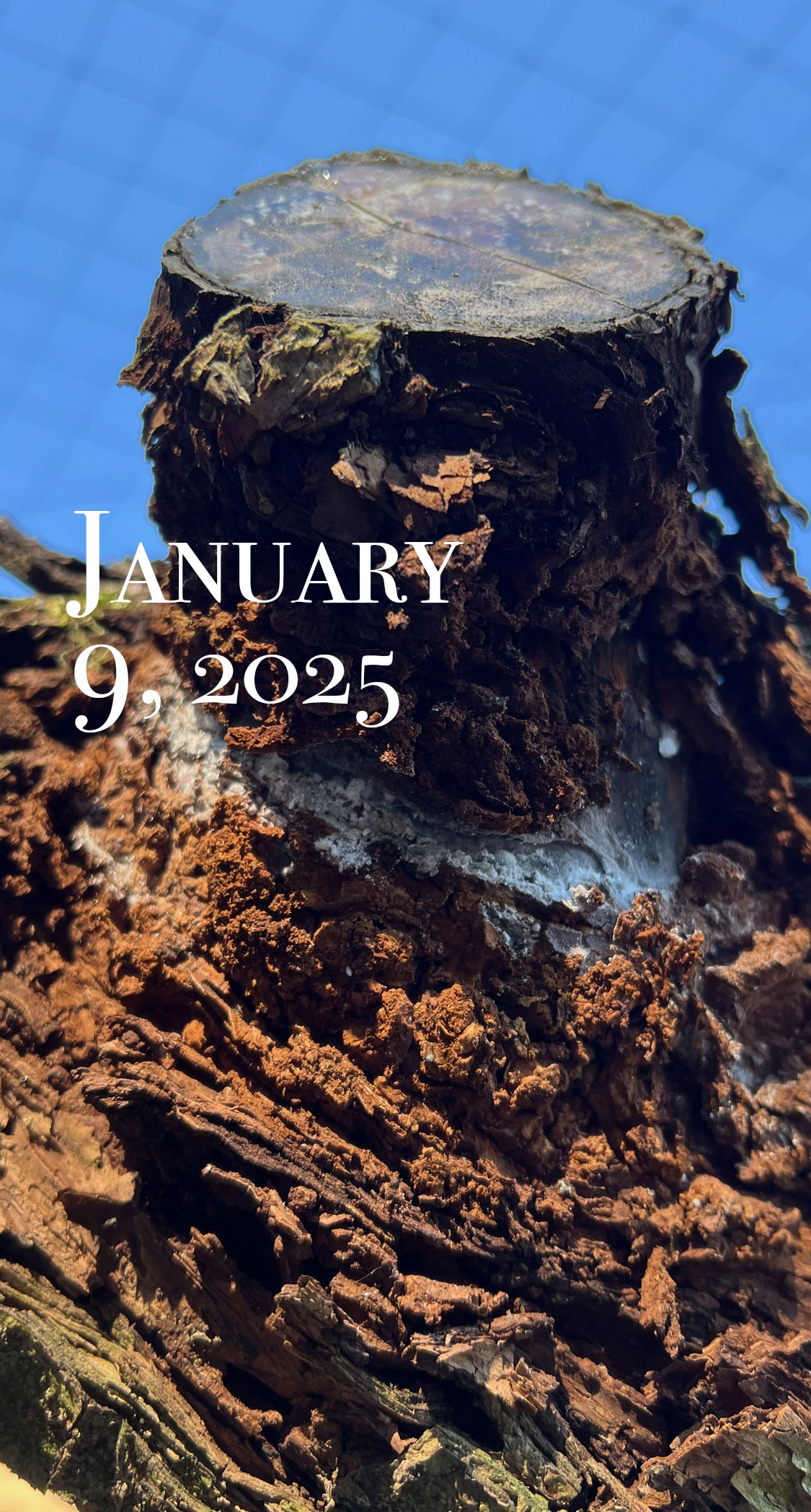 コナカイガラムシ。