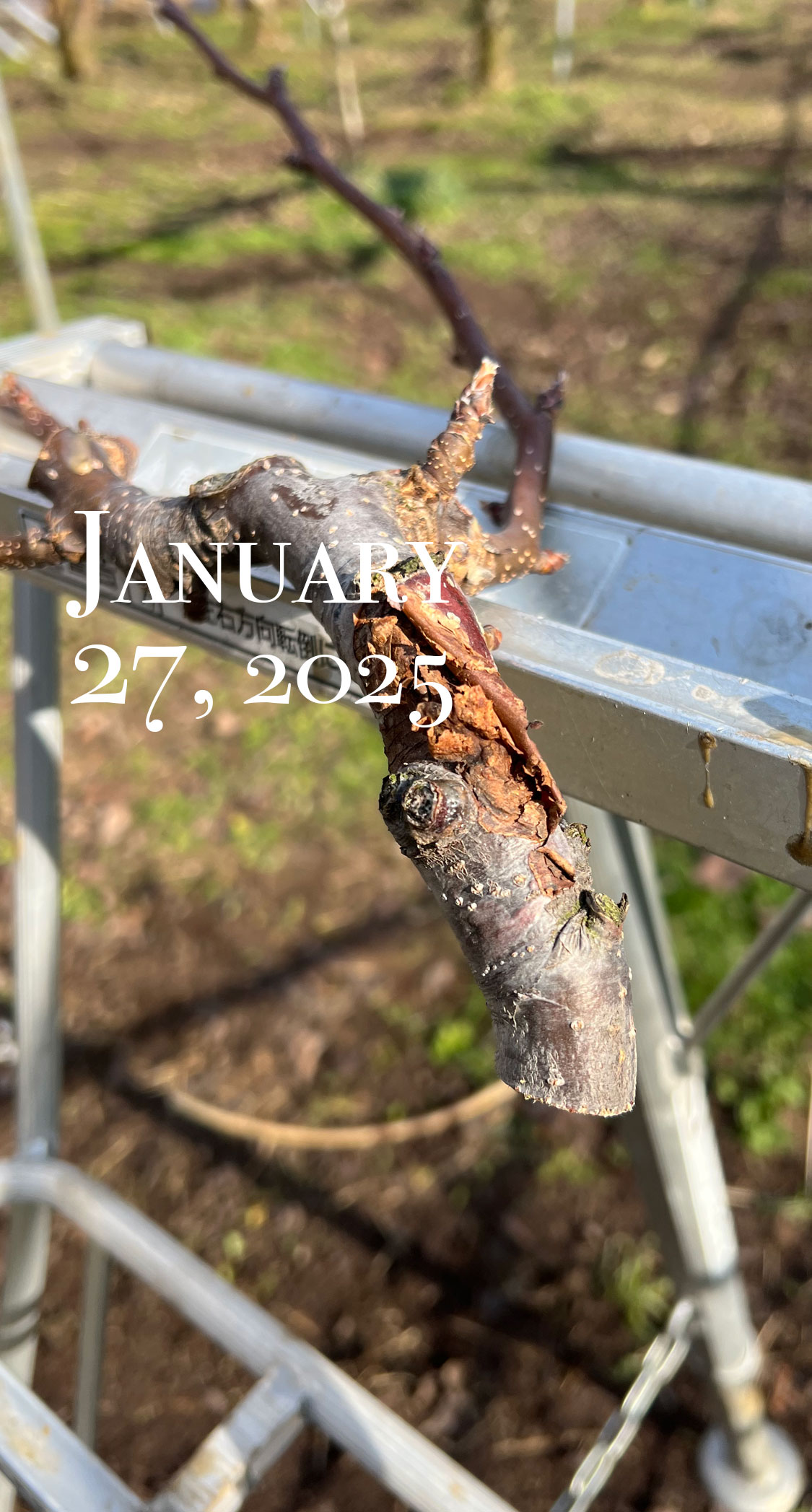 胴枯病にやられた主枝先端。