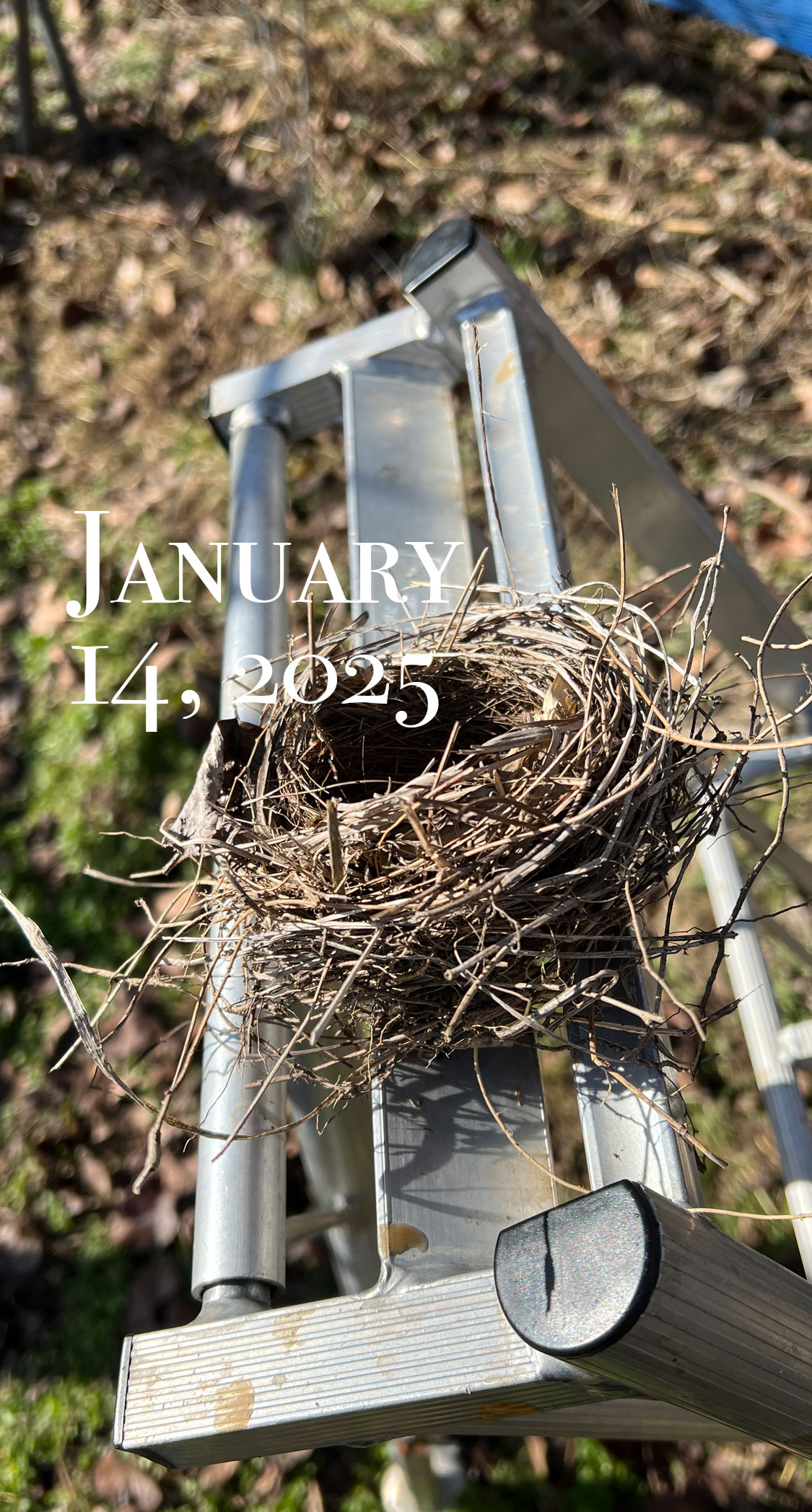 空っぽの鳥の巣。