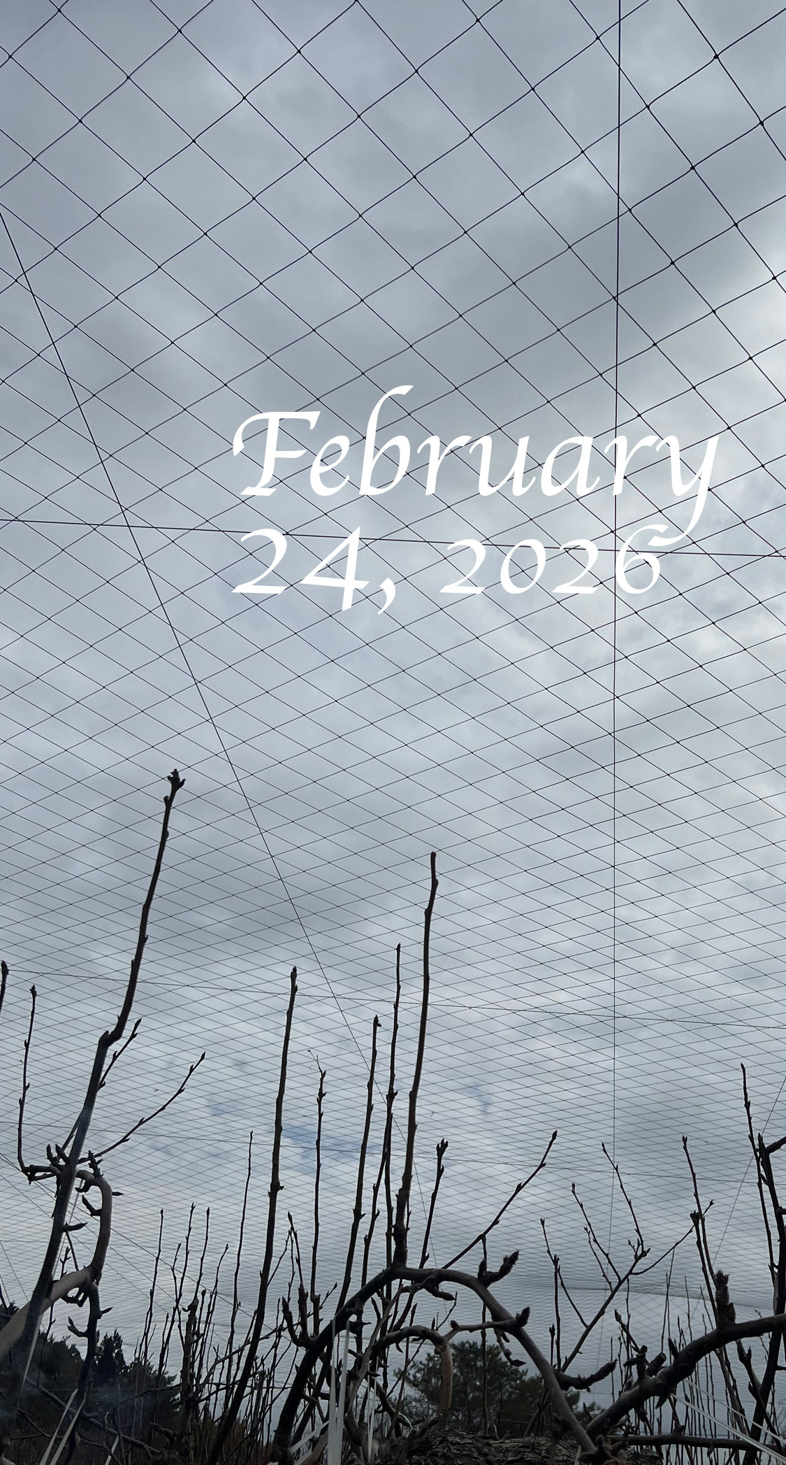 まとまった雨。