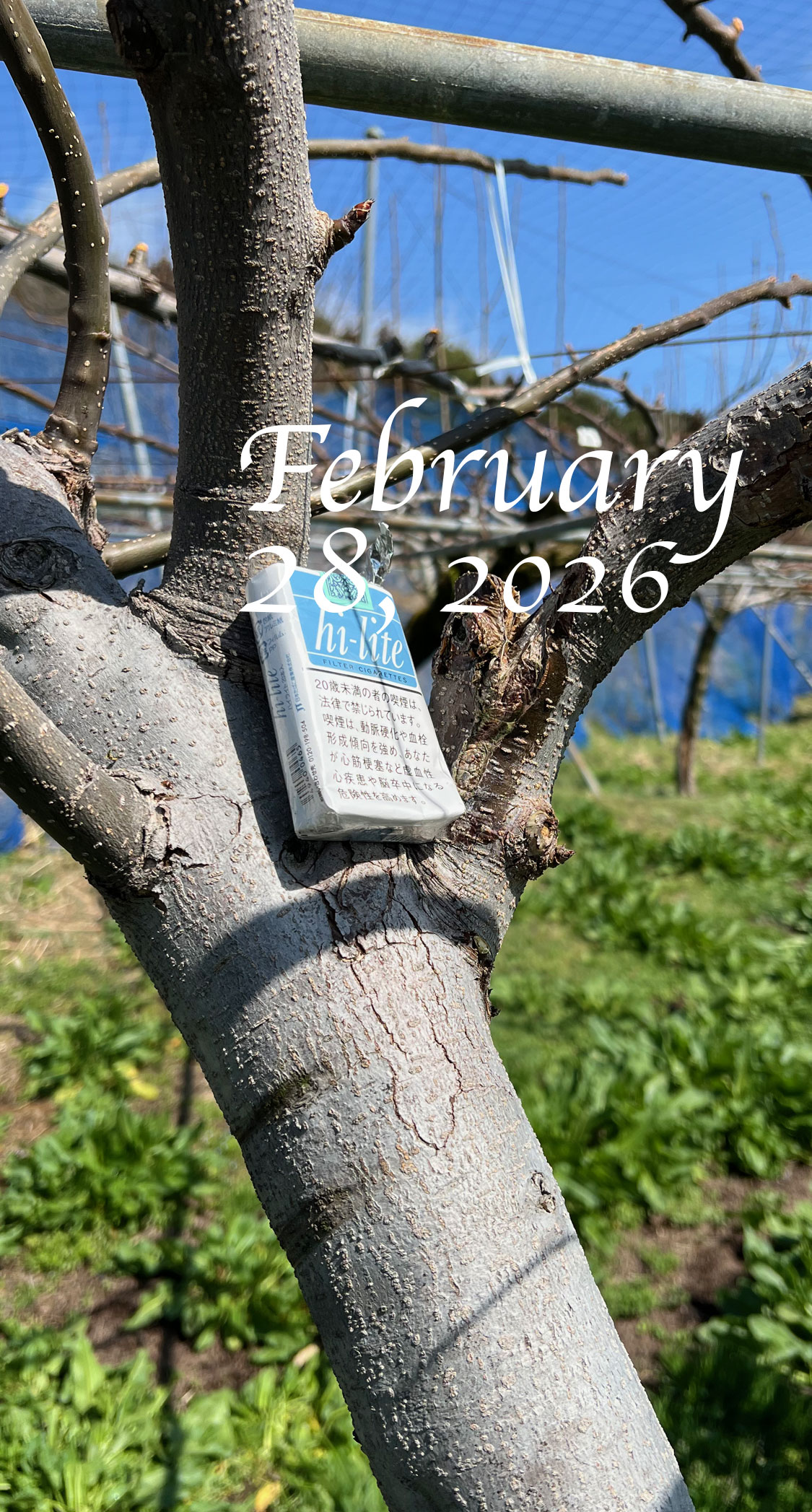 あきづきの苗木。