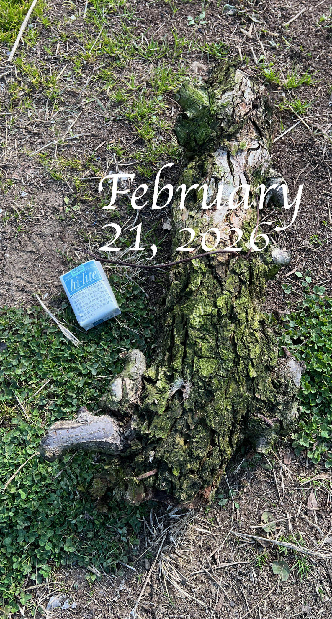 亜主枝を落とす。