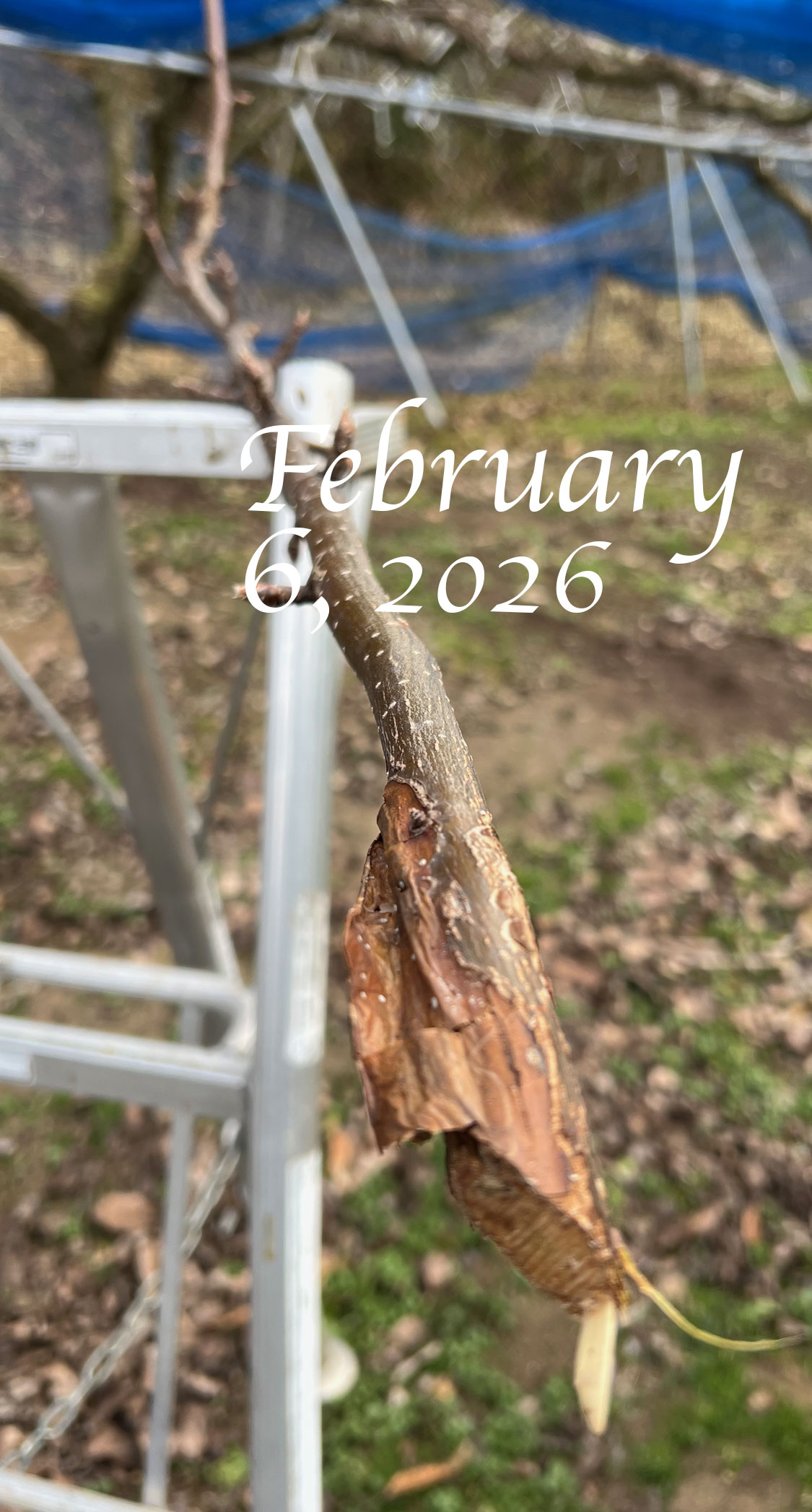 待ち枝を切る。