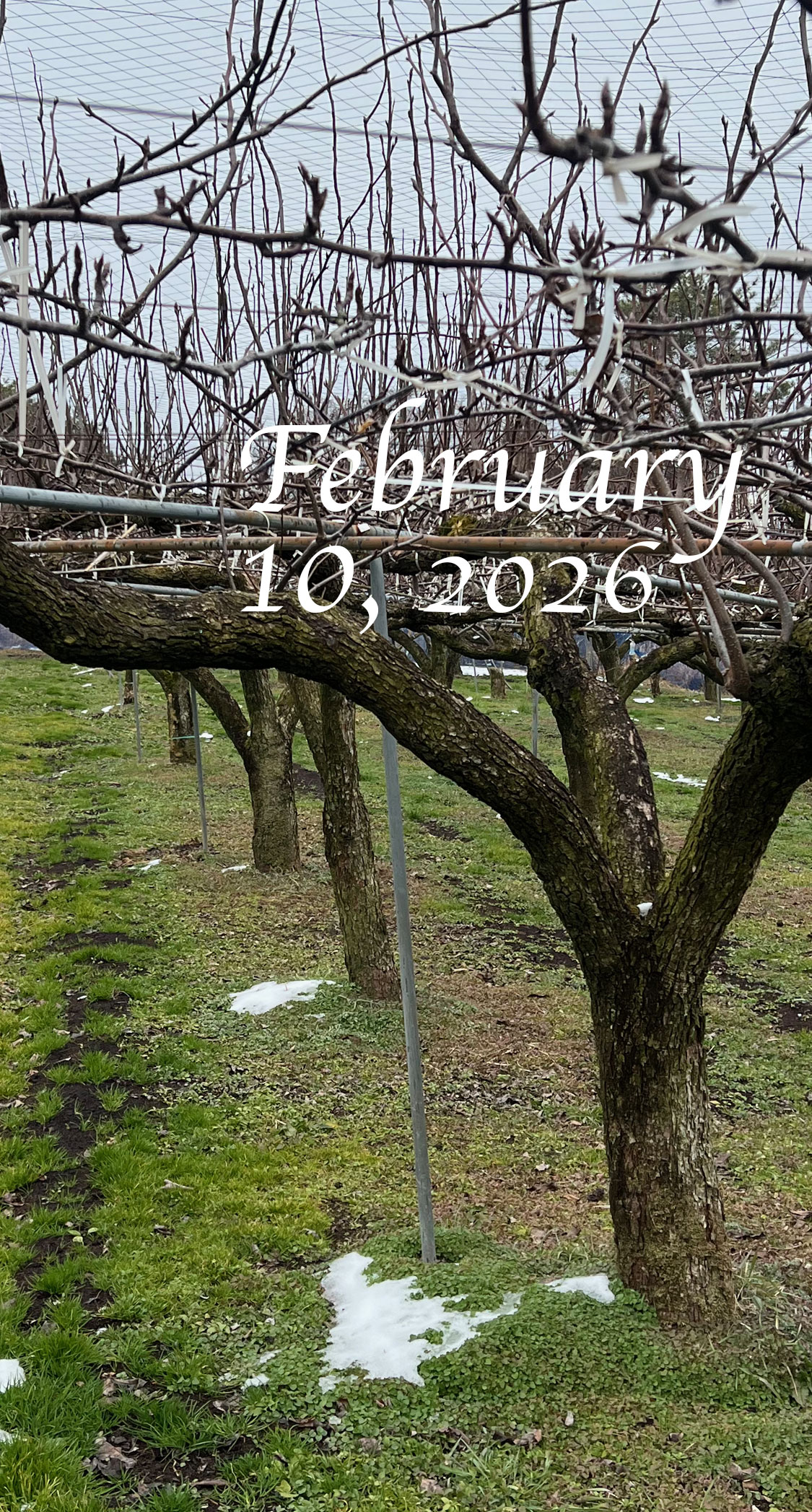 豊水の剪定開始。