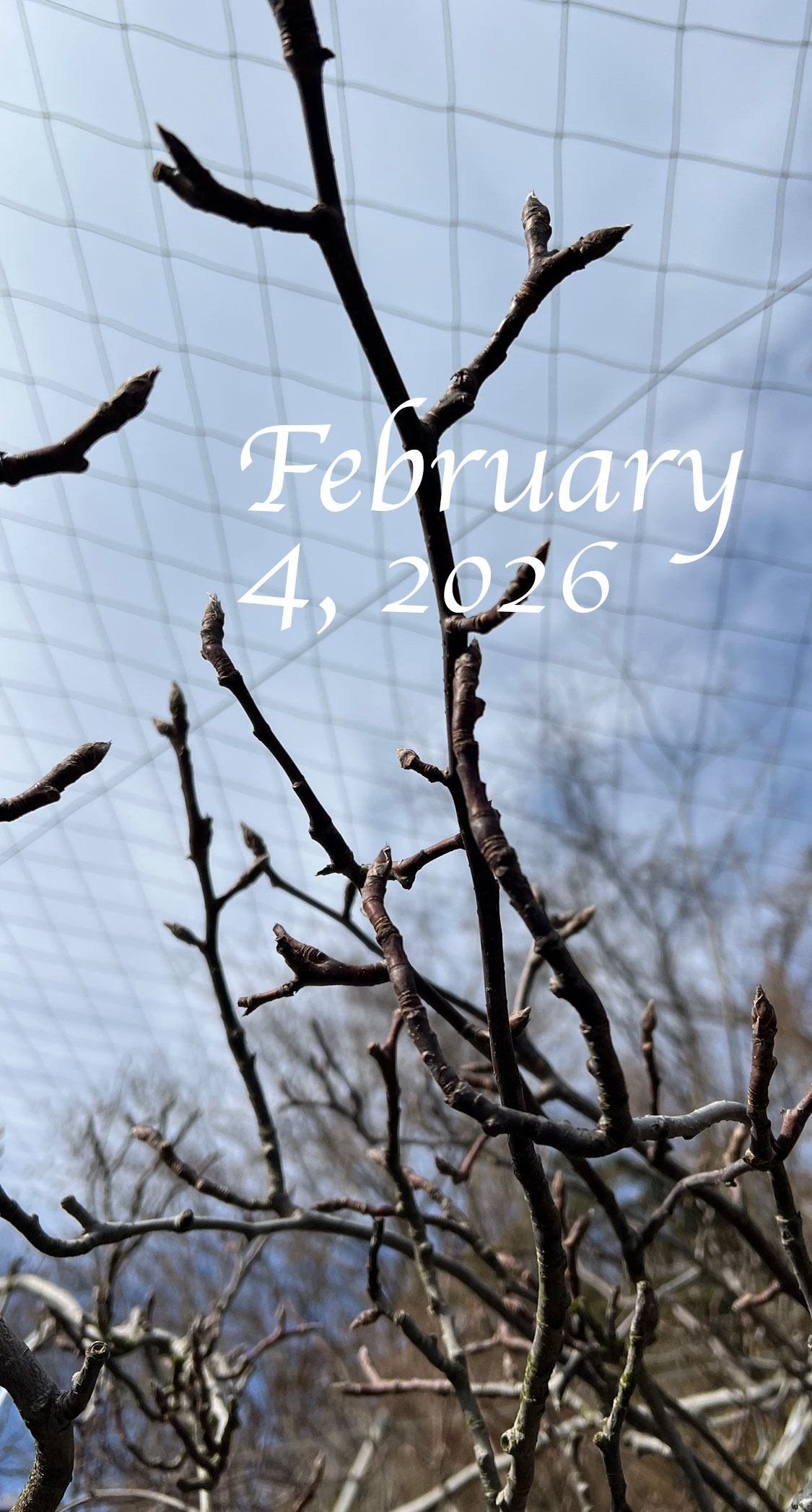 花粉樹の接木について。