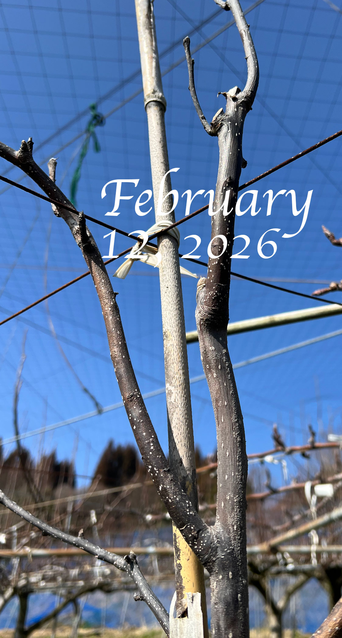 枯死した幸水苗。