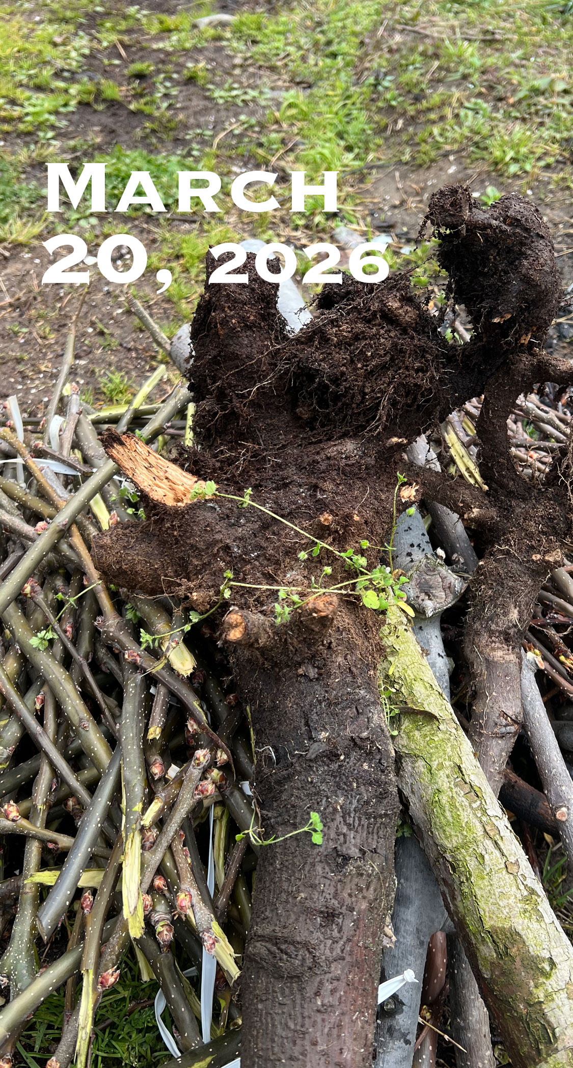 枯れてしまった幼木。