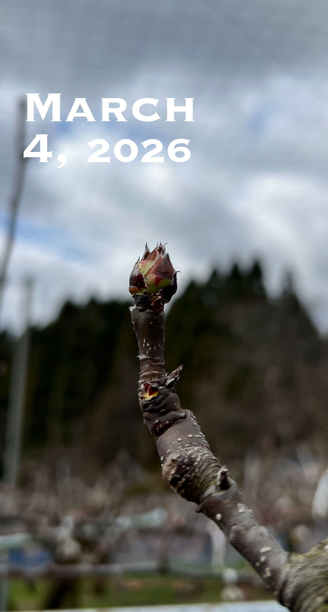 開き始めた花芽。