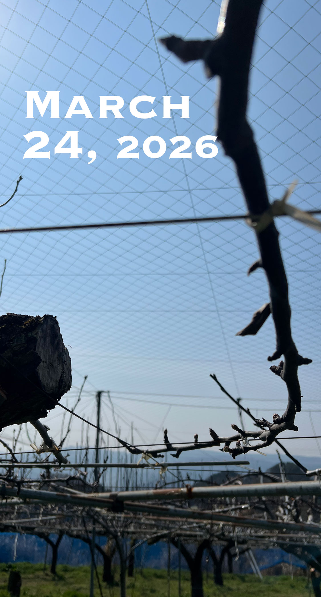 引く枝と生かす枝。