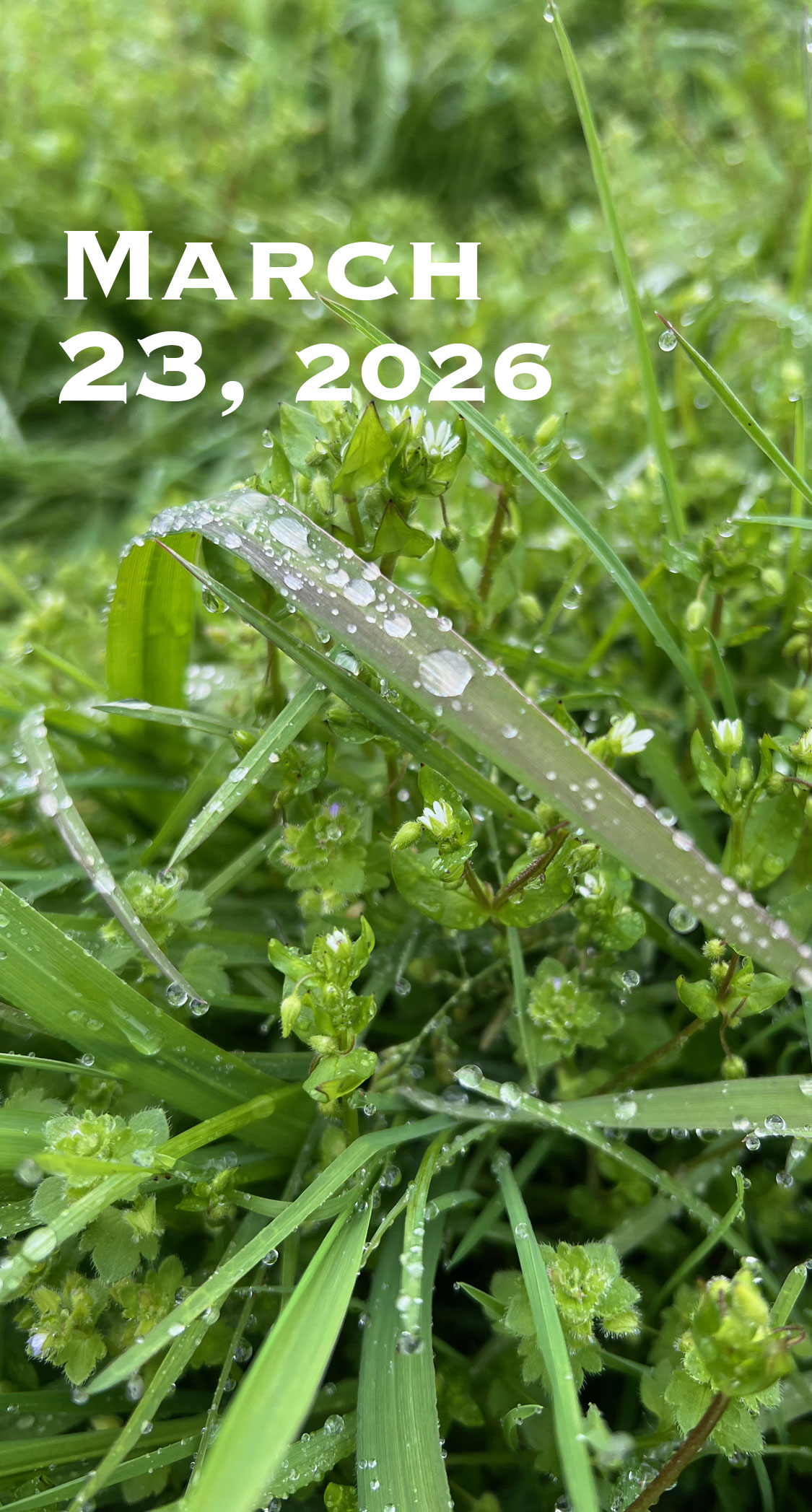 雑草の保水力。