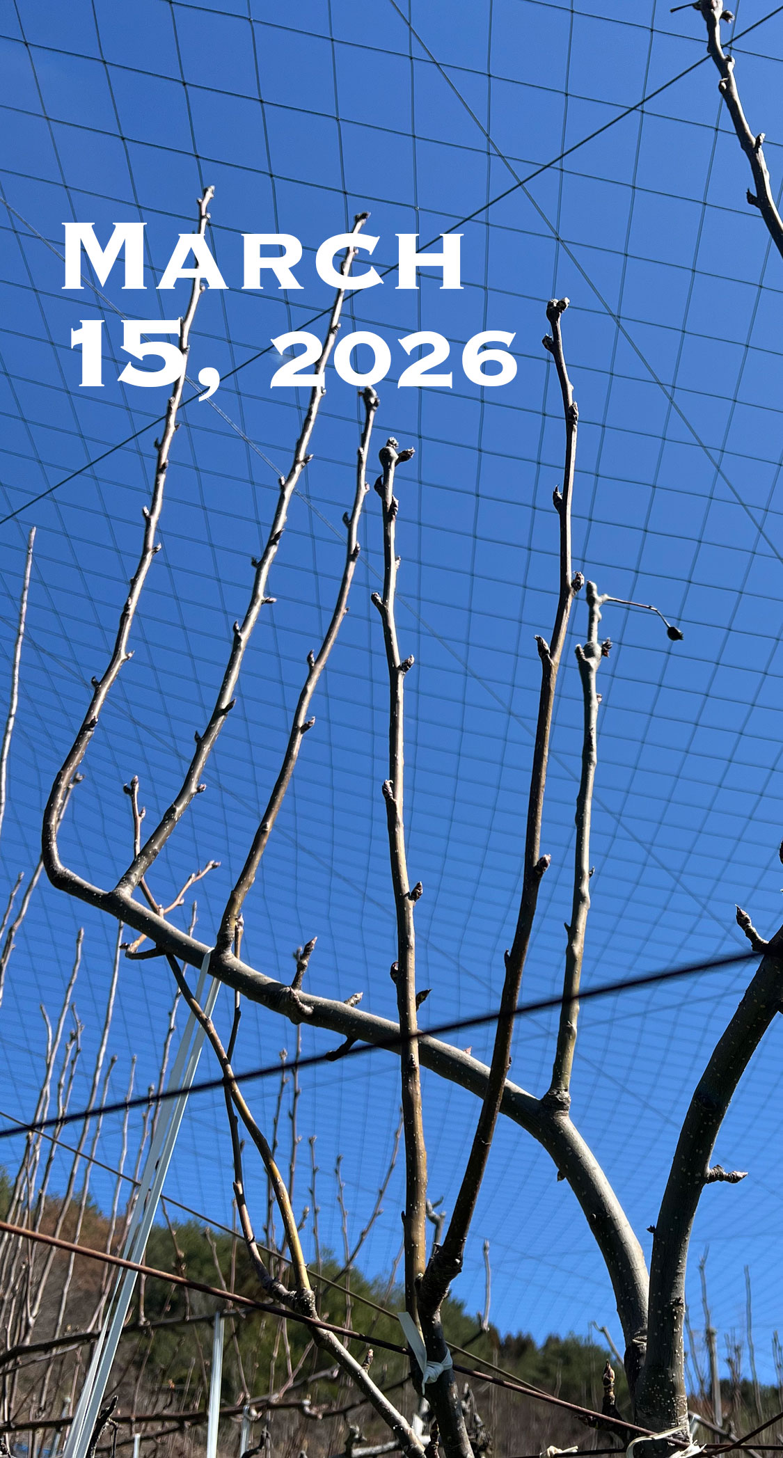 幸水の2年生苗。