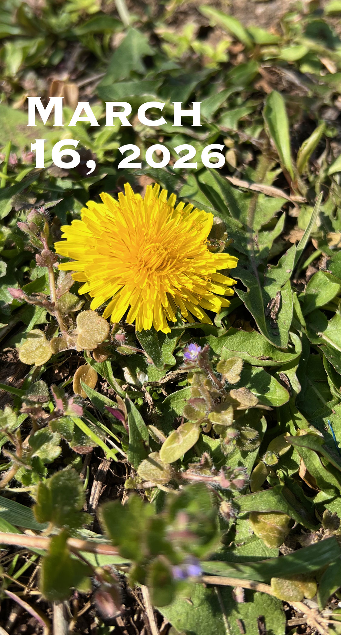 ロゼットのたんぽぽ。